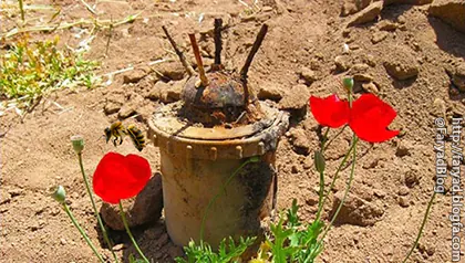 فراموش کن مسلسل را مرگ را و به ماجرای زنبوری بیندیش