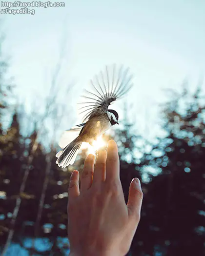 پرنده بی معرفت
