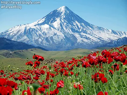 دشت شقایق در دامنه کوه دماوند تا شقایق هست زندگی باید کرد دشتهایی چه فراخ در گلستانه ناظری